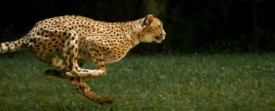 Cheetah running at high speed showing natural quadrupedal locomotion