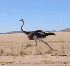 Ostrich running across savanna demonstrating natural bipedal locomotion
